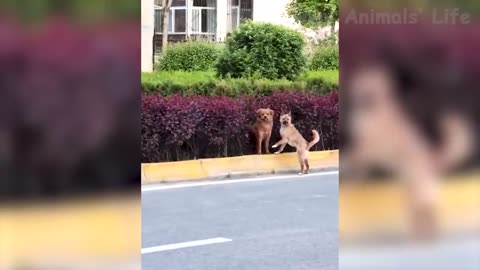 Best Funny Animal Videos 2022 😺 - Funniest Dogs And Cats Videos 😇