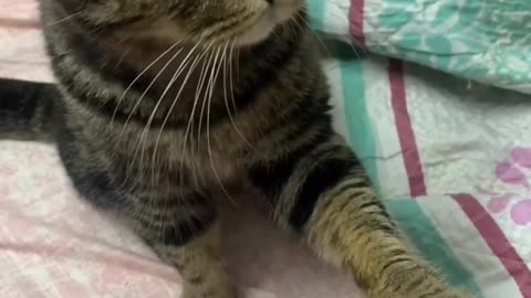 The cat tries to ask for instant noodles