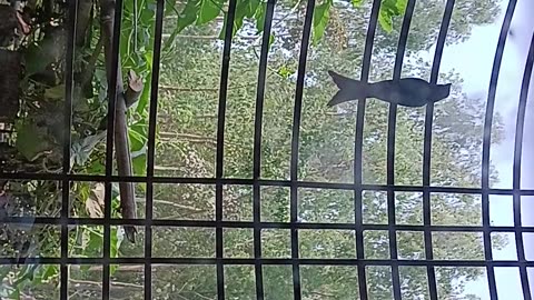 Two little black bird