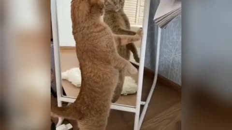 funny video