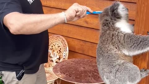 Guy Makes Friends with a Koala