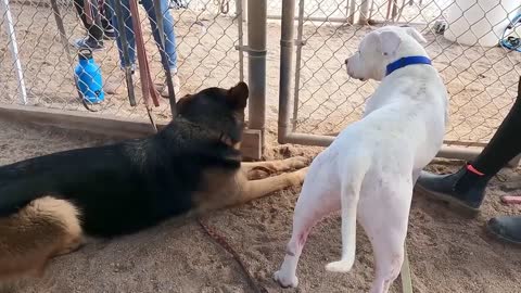 Dog has grown so much