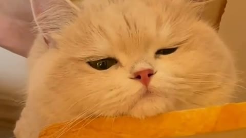 cat bread