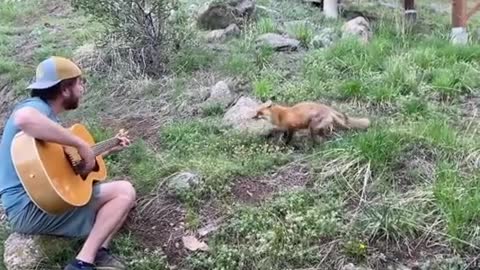 Wild Fox Sits Patiently and Enjoys Music While Guy Plays Guitar and Sings to Them