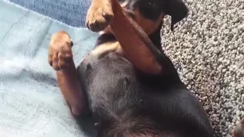Hilarious Dog Yoga SuperFunny !!