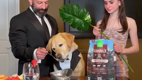 Are you THIS dog obsessed?