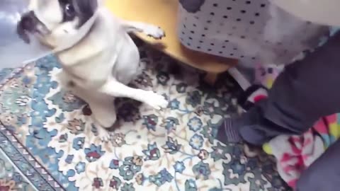 TOP 10 dog barking videos compilation ♥ Dog barking sound - Funny dogs