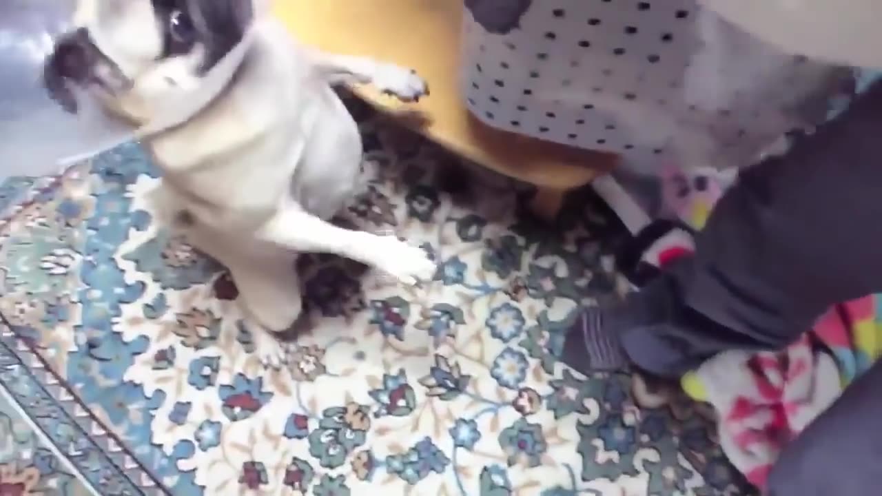 TOP 10 dog barking videos compilation ♥ Dog barking sound - Funny dogs