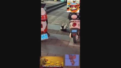 CAT REVANGE PART2video_2023_04