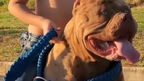 Pit bull lover