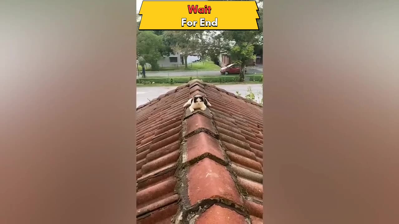 Funny animals video by asailam