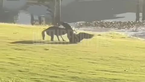 If only golf was this exciting all the time…