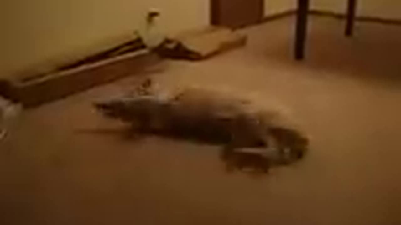 Funny Sleeping Dog