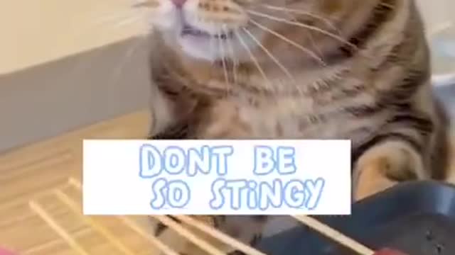 the cat wants more!