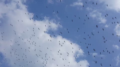 Birds Bird Wing Animal Nature Beautiful Fly