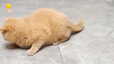#funny #cat #sayan