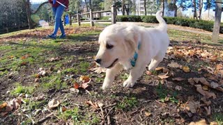 Loving The Dream - Golden Retriever Puppy visits Gage Park Hamilton, ON
