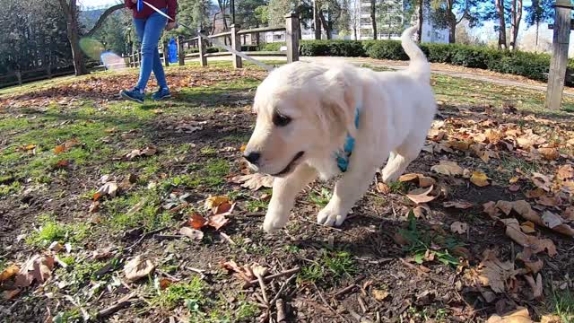 Loving The Dream - Golden Retriever Puppy visits Gage Park Hamilton, ON