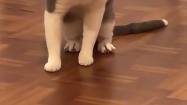 Werk werk kitty