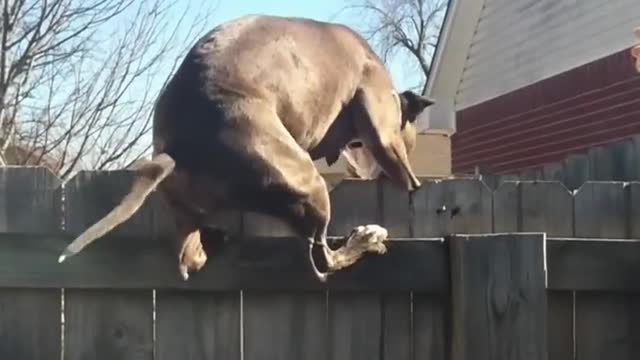 Dog chases Cat