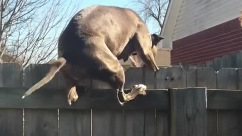 Dog chases Cat