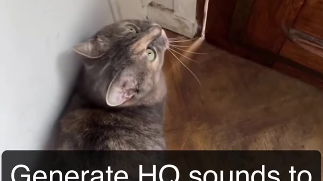 Noise that attracts cats ;) for real tho