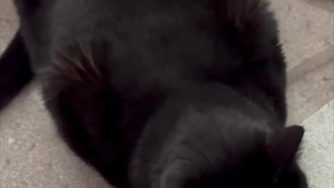 Cute Precious Piper Inspects the Trash - Adopting a Cat from a Shelter Vlog #shorts