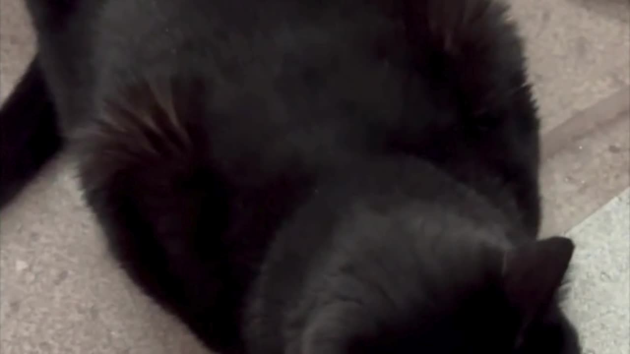 Cute Precious Piper Inspects the Trash - Adopting a Cat from a Shelter Vlog #shorts