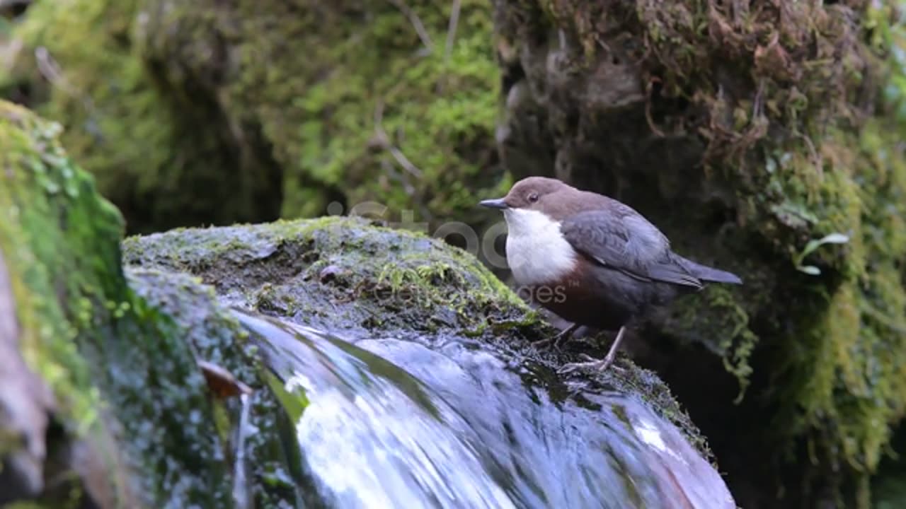 Beautiful Birds