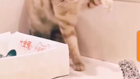 Cat Funny Collection !!!