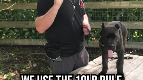 Top 3 Ways to Tell How Big Your Puppy Will Get