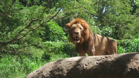 Angry lion try to rest....