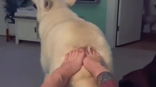 dancing cute dog giving foot massage