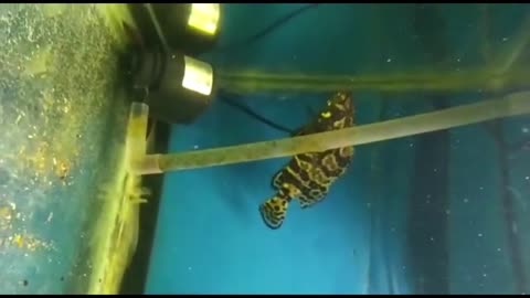 KRAPU FISH IN AQUARIUM