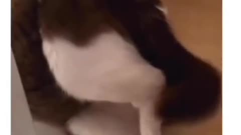 Cute and funny cat video.