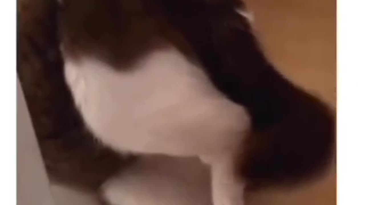 Cute and funny cat video.