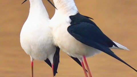 Birds singing songs