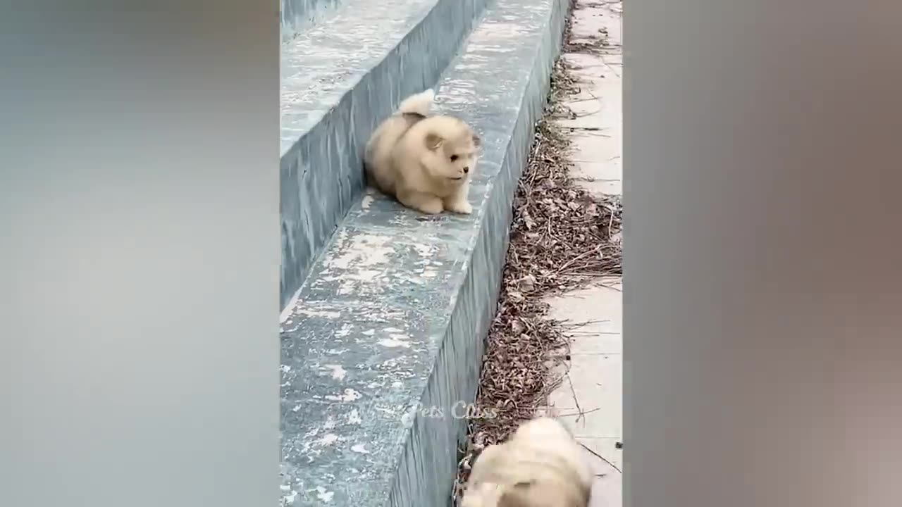 try not to laugh 99999% hard