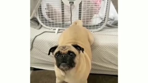 Pug 🫶🏻