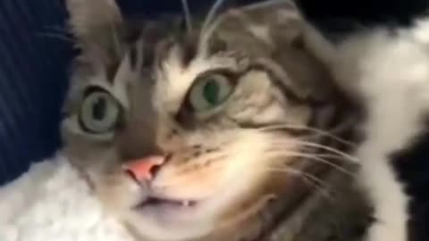 Animal funny videos#, cute animal #