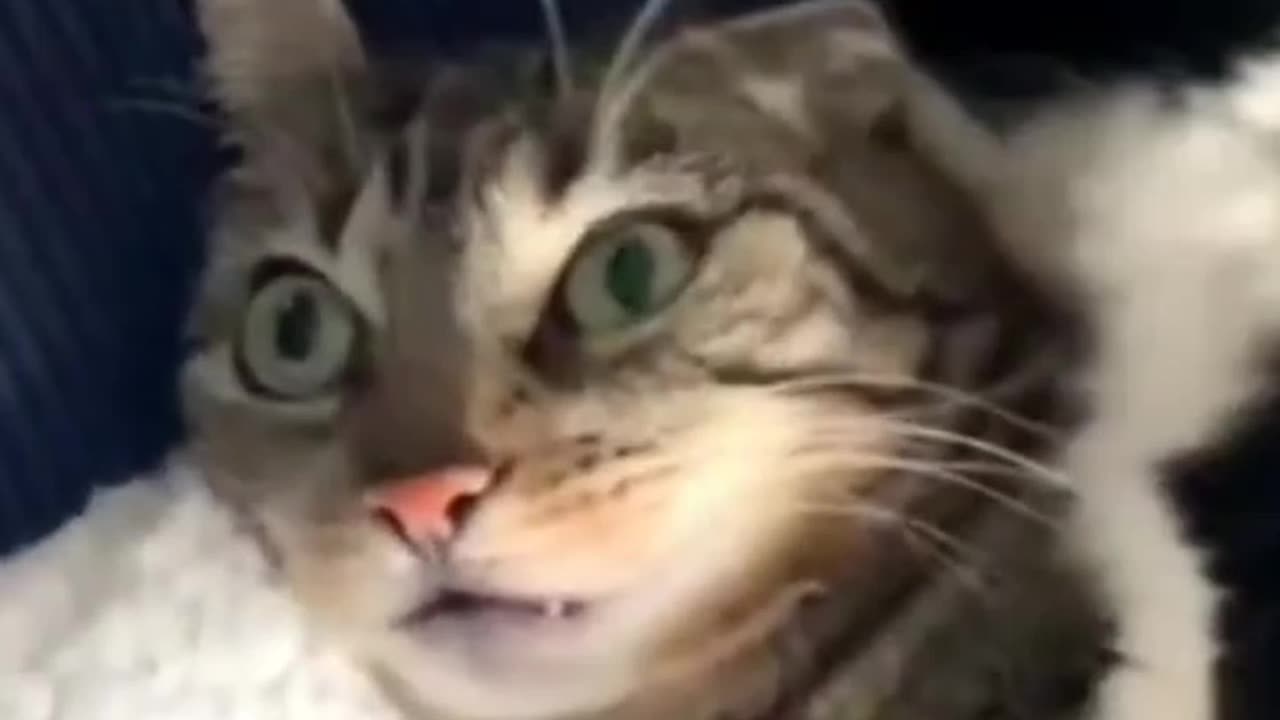 Animal funny videos#, cute animal #