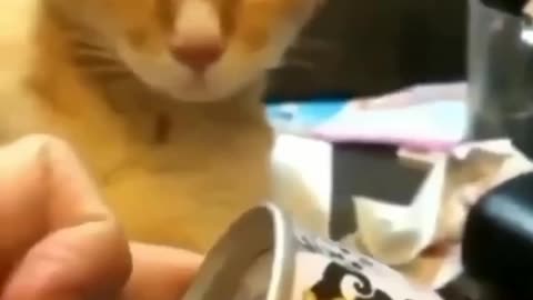 Khaddo Cat