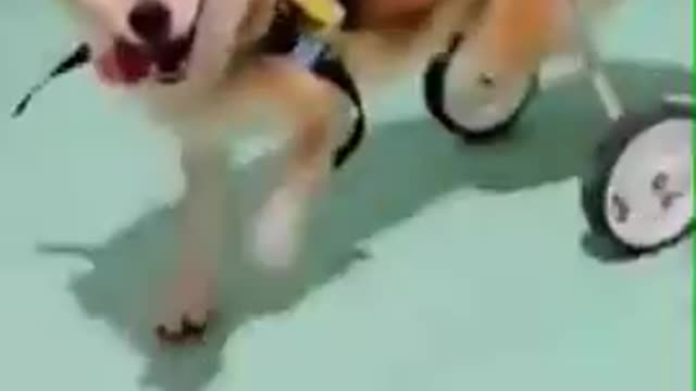 Paralized dog gets it's wheelchair Amazing reaction!