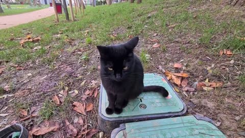 The most amazing furry cat I_ve ever seen