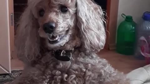 Poodle dog Lussi play with toy