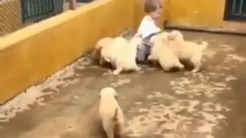 Game Animals
