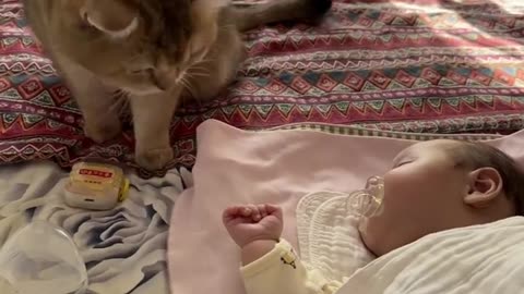 CAT SCARE FUNNY VIDEOS