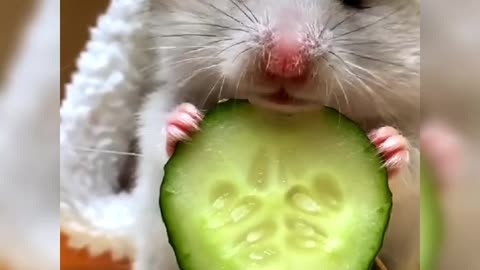 innocent animal eating cucumber