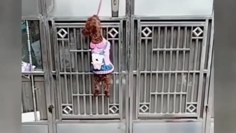 Funniest Cats And Dogs Video 028