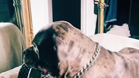 Dog Brings Bowl For Human's Food